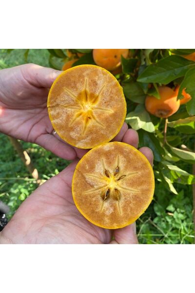 DOKUZLAR Kakaolu Cennet Elması - Çikolatalı Trabzon Hurması 1000 Gram Paket