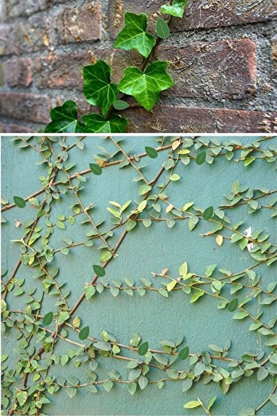 eleganzo 10 Lu Yaprak Tasarımlı Kablo Bitki Sarmaşık Düzenleyici Yapışkanlı Klipsler