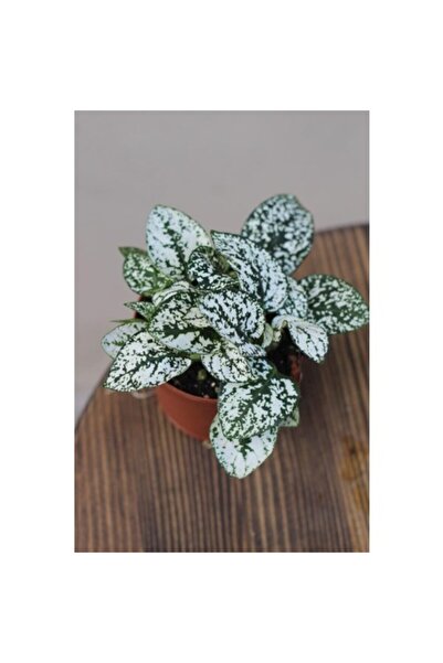 Mimoza Hostes Çiçeği Beyaz Benek Hypoestes Phyllostachya 10-20 cm