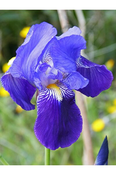 Mimoza Saksılı Mor Zambak Çiçeği Fidanı 15-25 cm Süsen