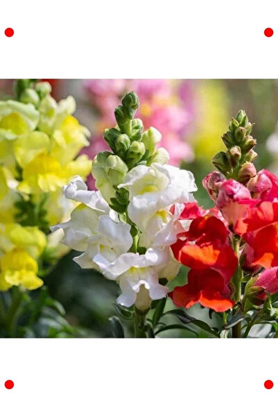 Genel Markalar Karışık Renkli Yüksek Boy Aslanağzı Tohumu (8 Adet)