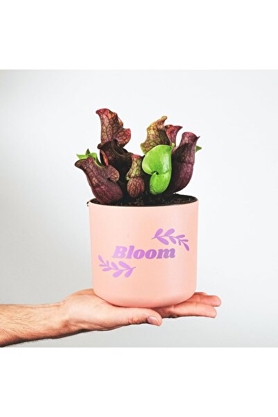 ALAYRA International ALAYRA Adhesive Vinyl Roll Purple - 40 x 350 cm (Set of 2), Durable Gloss Vinyl for DIY, Car Decals,