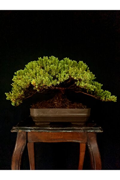 Yalova Bonsai Art NANA ARDIÇ BONSAİ RESİMDEKİ AĞACIN BİREBİR KENDİSİ GÖNDERİL...