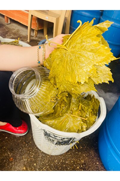 TANSU ŞAHAL Ev Yapımı Doğal Salamura Asma Yaprağı – Tüysüz, Damarsız, Katkısı...