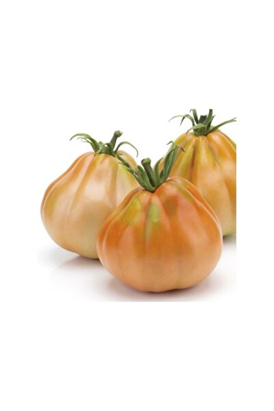 EUROSEME Seminte tomate LANTERNA F1 (1000 sem)