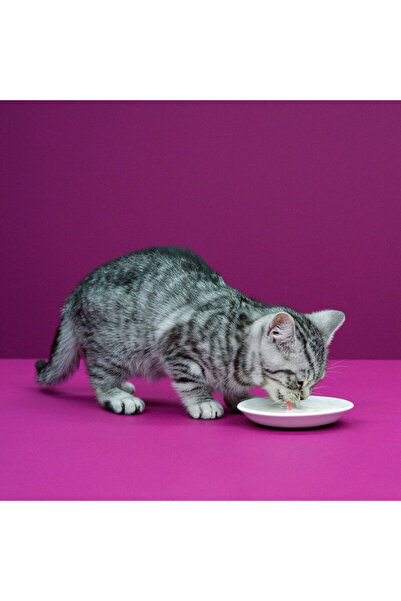 Whiskas Cat Milk 6 bottles x 200 ml, Promo Pack