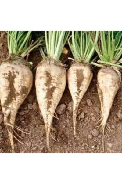 Tohumcumm 80 Adet Tohum Şeker Pancarı Tohumu Beyaz Şeker Pancarı Tohumu Sürpriz Hediye Tohumla Gönderilir