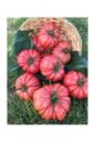 Tohumcumm Süper Paket 200 Adet Tohum Geleneksel Ankara Ayaş Domatesi Tohumu D...