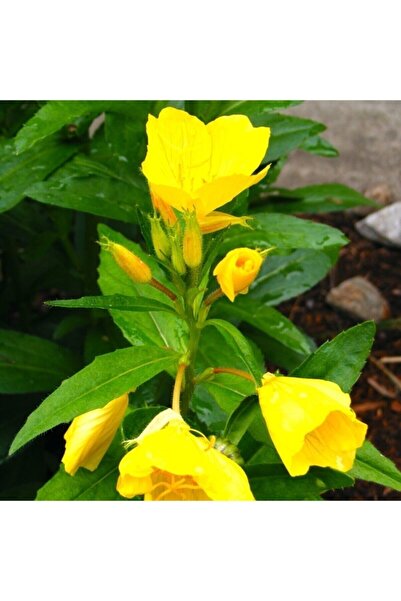 Tohumcumm 100 Adet Tohum Nadir Ezan Çiçeği Tohumu Ezan Çiçek Tohumu Saksı Top...