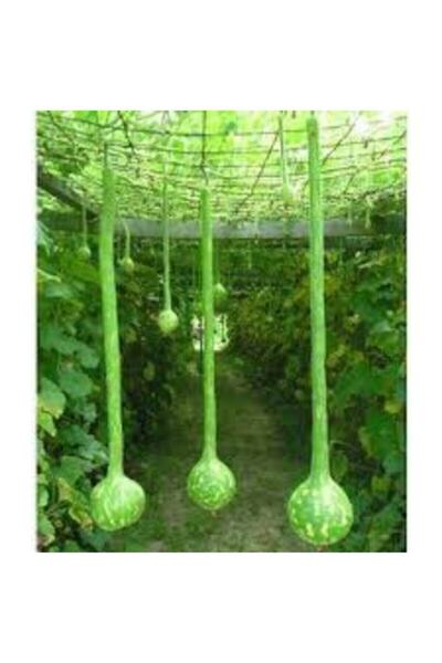 Tohumcumm 20 Adet Tohum Organik Bahçe Uzun Sarkıt Süs Su Kabak Tohumu Sürpriz...
