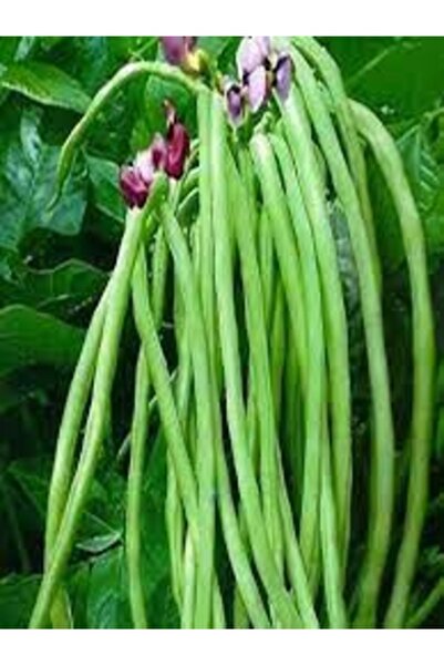 Tohumcumm 50 Adet Tohum Nadir Sürmeli Acebek Tohumu Organik Ata Tohum Hediye ...