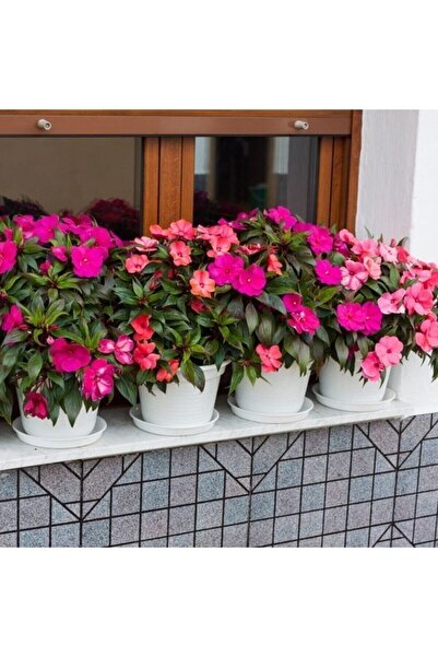 Tohumcumm 25 Adet Tohum Organik Balkon Çiçeği Cam Güzeli Çiçek Tohumu Hobi Ba...