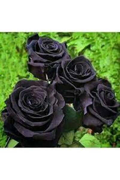 Tohumcumm 25 Adet Tohum Organik Urfa Halfeti Kara Gül Tohumu Orjinal Siyah Bahçe Gülü Tohum Saksı Toprak
