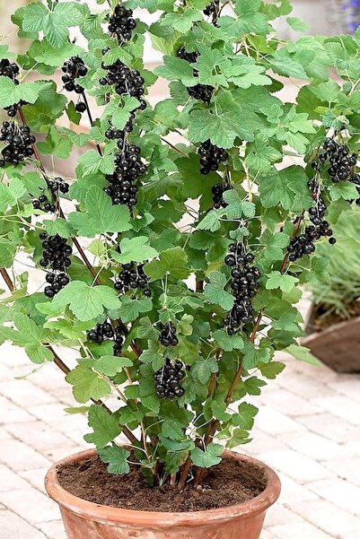 Tohumcumm 15 Adet Organik Tohum Yeni Sezon Saksılık Balkon Bitkisi Frenk Siya...