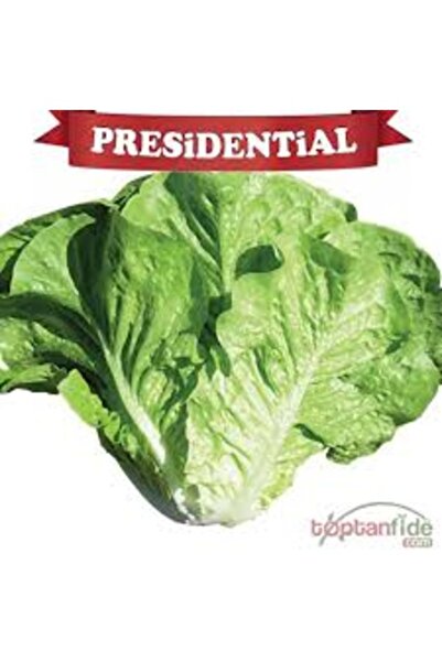 Tohumcumm 100 Adet Tohum Nadir Yağlı Kıvırcık Organik Marul Tohumu Organik Tarım