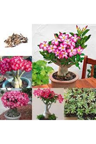 Tohumcumm 1 Adet Nadir Bulunan Ithal Çöl Gülü Bonnsai Ağaç Tohumu Çöl Çiçeği ...