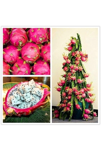 Tohumcumm 20 Adet Tohum Organik Hobi Bahçe Saksılık Pitaya Meyve Ağaç Tohumu ...