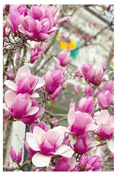 Tohumcumm 5 Adet Tohum Nadir Bulunan Pembe Manolya Ağaç Tohumu Manolya Ağacı ...