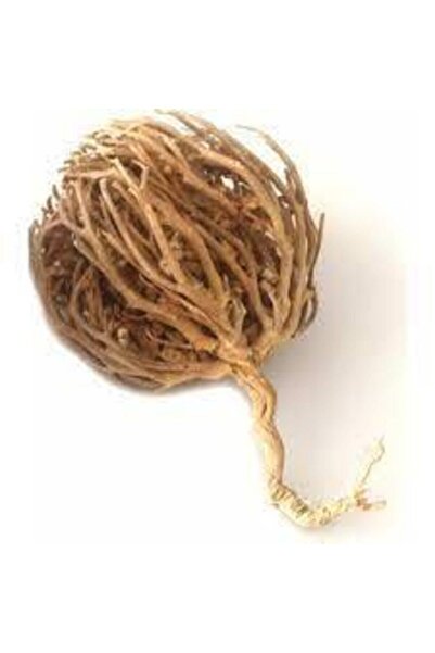 Tohumcumm 2 Adet Meryem Ana Eli Otu Fatma Ana Eli Otu Hamile Kalmaya Yardımcı Çay Olarak Içilen Şifalı Bitkidi