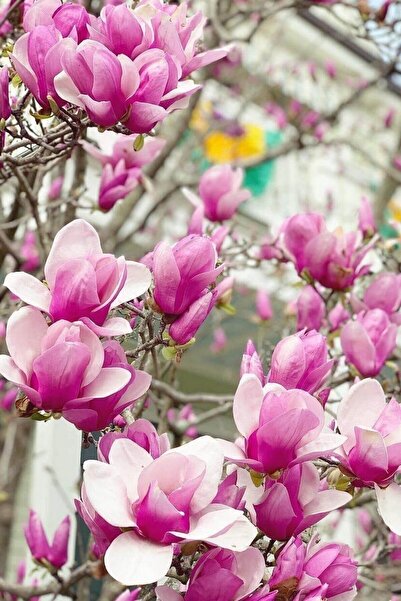Tohumcumm 10 Adet Tohum Pembe Manolya Ağacı Doğal Manolya Tohumu Saksı Toprak...