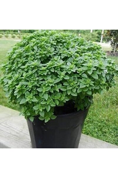 Tohumcumm 25 Adet Tohum Nadir Kokulu Egzotik Mis Kokulu Top Yeşil Reyhan Çiçe...