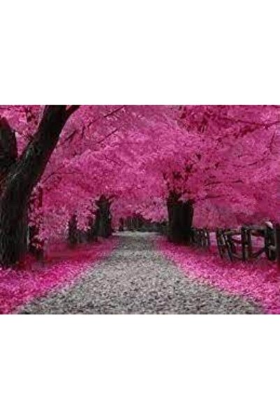 Tohumcumm 5 Adet Tohum Nadir Bulunan Japon Pembe Sakura Ağacı Tohumu İthal Ağ...