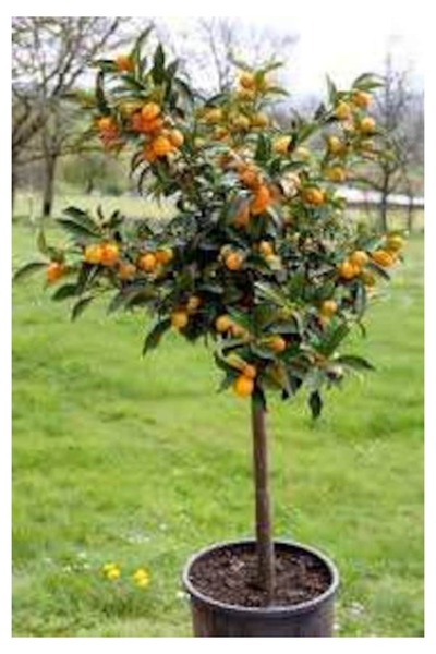 Tohumcumm 5 Adet Tohum Nadir Kumkat Meyve Ağaç Tohumu Saksı Toprak Hediyemiz