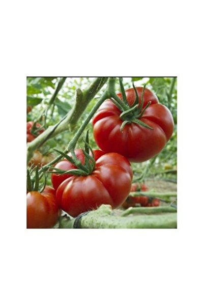 Tohumcumm 100 Adet Tohum İri Kırmızı Desti Domates Tohumu Hediye Tohumlu Organik