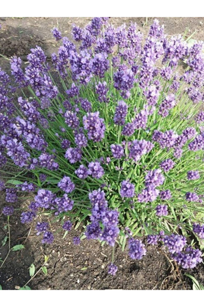 trendege 10 Adet Intermedia Lavanta Fidesi Fidanı