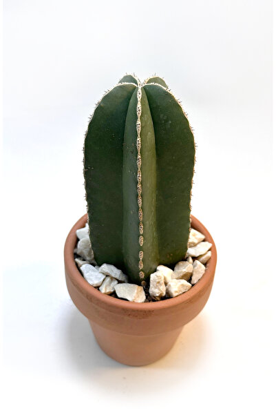 Le Bitki Atölyesi Marginatocereus Marginatus El Yapımı 5cm Çömlek Saksıda Dek...