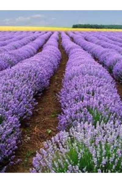 trendege 10 Adet Angustifolia Lavanta Fidesi Fidanı