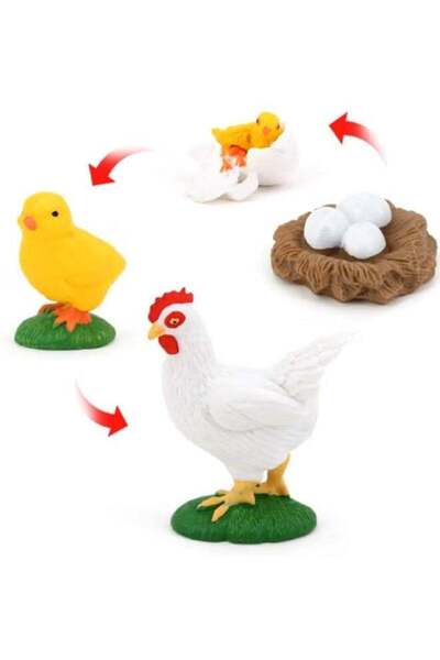 TFK 4-Piece Rooster Life Cycle Model - Realistic Rooster Growth Cycle Educational Figurines