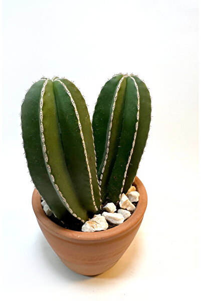 Le Bitki Atölyesi Marginatocereus Marginatus İkili Sütun 11-12cm Kaktüs-El Ya...