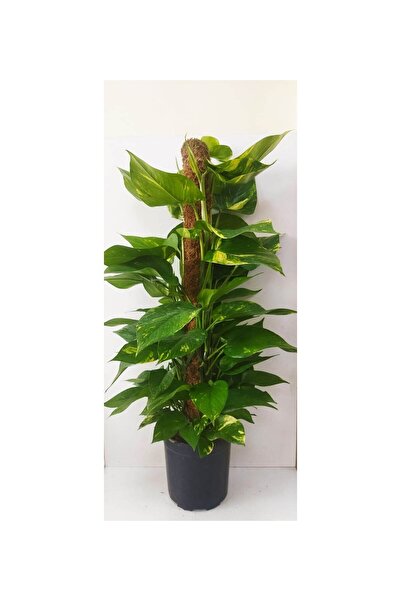 Yades Potos Sarmaşığı Çiçeği Yosun Sopalı 100 Cm Pothos Çiçeği Patos Sarmaşığı