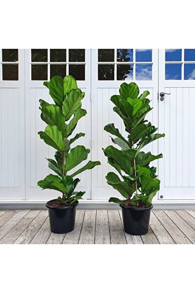 Yades Keman Yapraklı Kauçuk - Ficus Lyrata 110-125cm