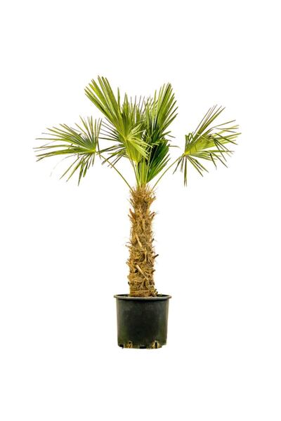 Yades Chamaerops Excelsa (TRACHYCARPUS FORTUNEİ) 160cm