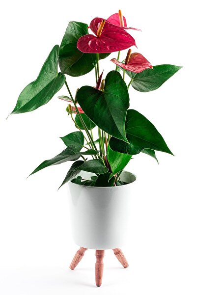 Yades Canlı Pembe Antoryum Flamingo Çiçeği