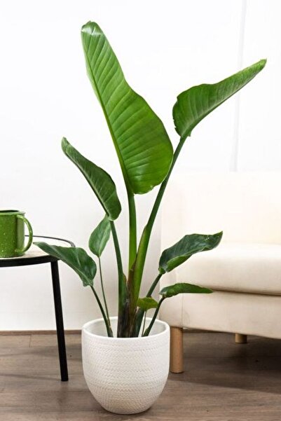 Yades Starliçe Cennet Kuşu Çiçeği - Büyük Boy Strelitzia Nicolai Canlı Salon Bitkisi 160 - 180 cm