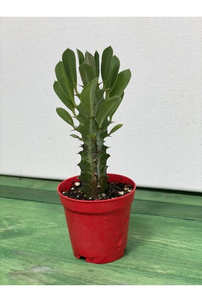 Yades Euphorbia Trigona Rubra Yesil -süt Ağacı - 5.5 Cm Saksı