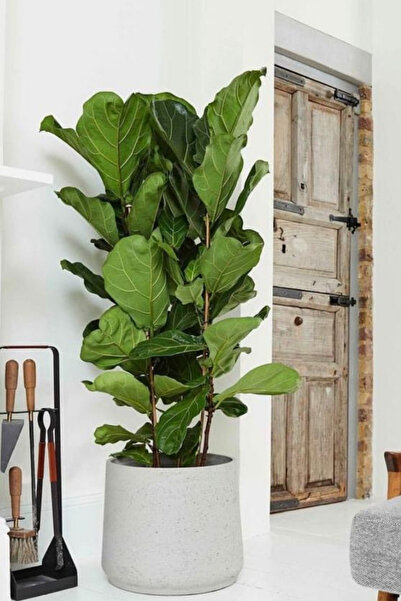 Yades Keman Yapraklı Kauçuk - Büyük Boy Ficus Lyrata Canlı Salon Bitkisi 150 - 160 cm