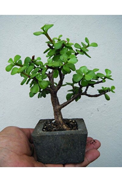 Yades Dekoratif Saksıda Bonsai ara Çiçeği Afra Yeşim Ağacı