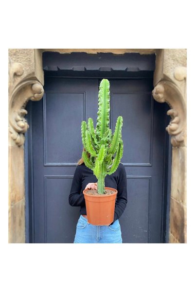 Yades 100-120 Cm Euphorbia Ingens