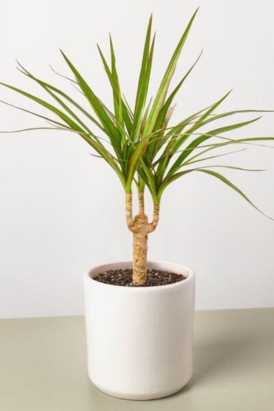 Yades Dracaena Marginata - Dekoratif Saksılı Madagaskar Dragon Ağacı Canlı Salon Bitkisi - 50-60 cm