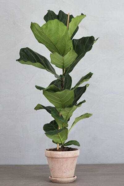Yades Keman Yapraklı Kauçuk - Ficus Lyrata Canlı Salon Bitkisi 80 - 100 cm