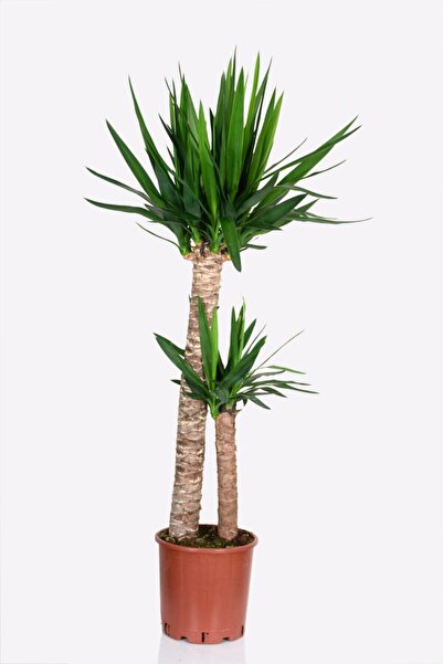 Yades Yucca - Yuka Çiçeği 2 Gövdeli 125-150 Cm