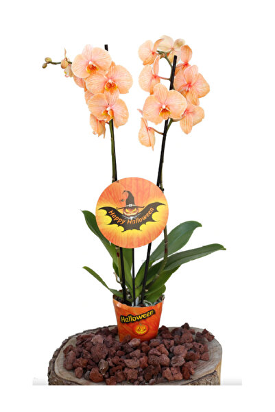 çiçek doktoru orkideleri ümit ersan Orkide (Çift Dal, Turuncu)
