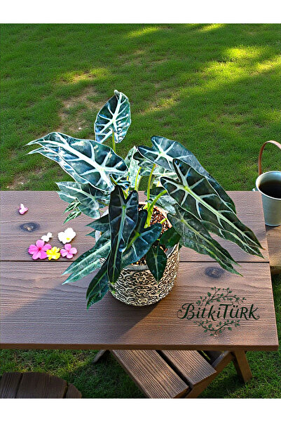 BitkiTÜRK Beton Saksıda İthal Alocaisa 35/45cm dolgun Fil kulağı