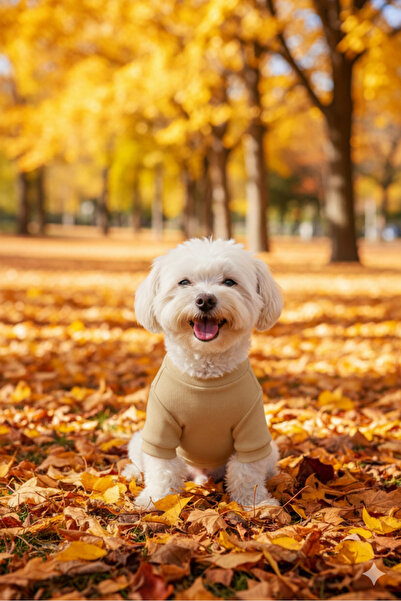 Lokums ملابس أساسية للكلاب مصنوعة يدويًا (للفئات الصغيرة والمتوسطة)