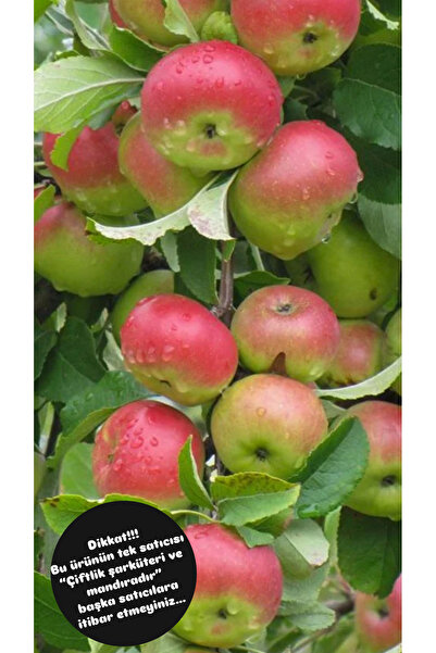 uslu şarküteri ve mandıra AMASYA MİSKET ELMASI 1KG. (yeni mahsul)