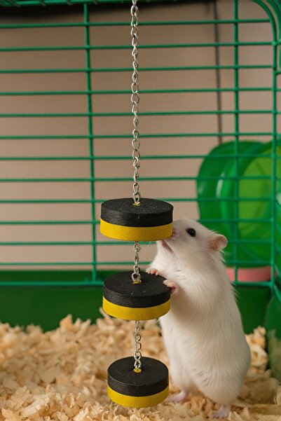 MD×JOA Askılı Hamster Oyuncagı Diş Sağlıgı için Önerilir. Yavru ve Yetişkin Hamsterlara Uygun